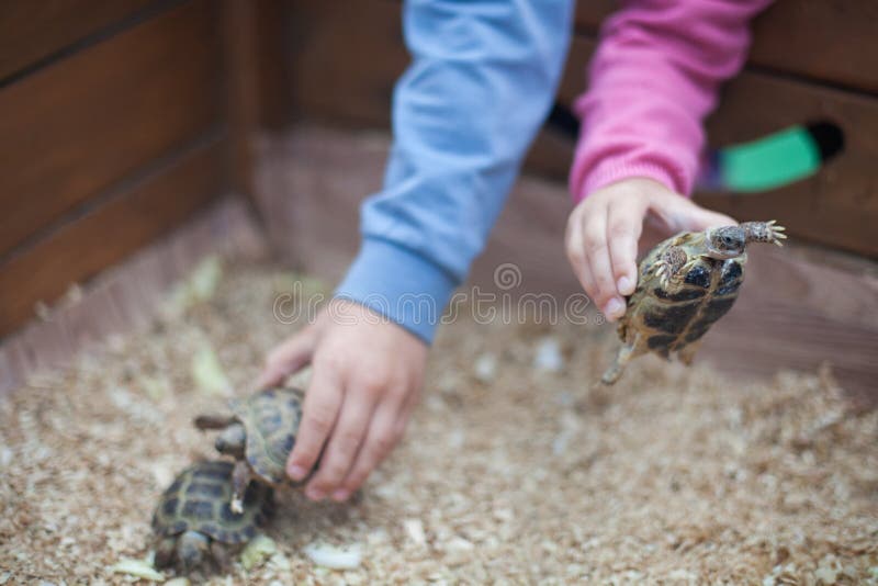 Contact Zoo, Turtles In Kids Hands.