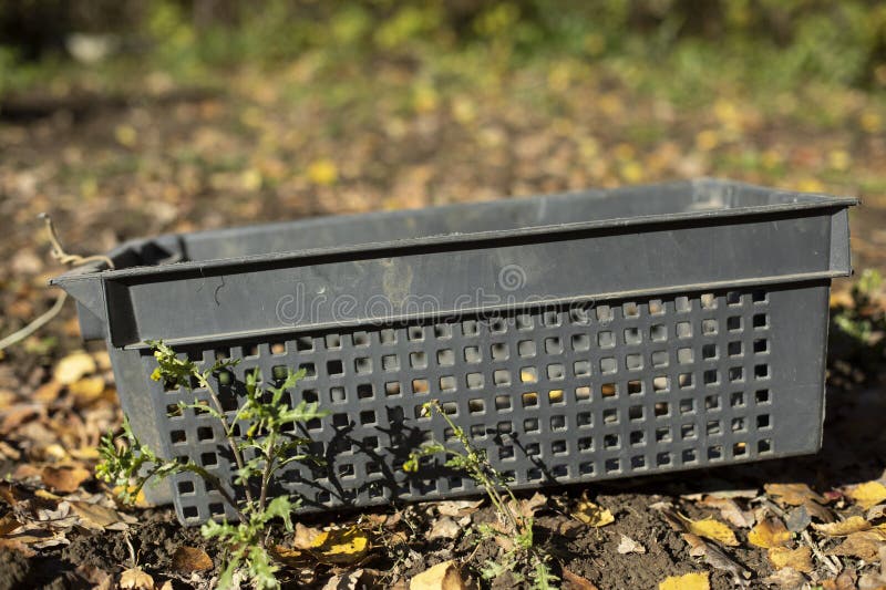 Container for Fruit Harvesting. Plastic Basket Stock Photo Image of