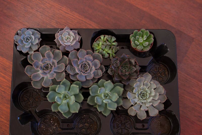 Container met diverse echeveria en graptoveria succulents stock foto Container met diverse echeveria en graptoveria succulents stock foto