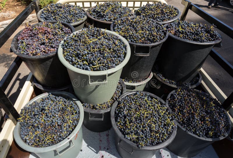 Containers with Grapes after Finished Grape Harvest in Madeira. Stock