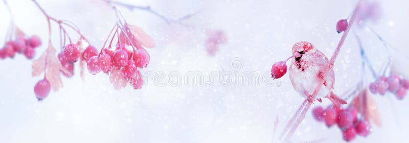 Conte magique tendre de forêt d'hiver Rose et baies et moineau lumineux pourpres en parc neigeux Concept d'hiver et d'automne image stock
