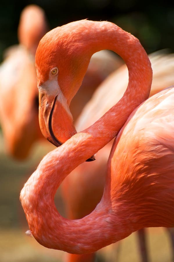 A contemplating Flamingo Bird royalty free stock images