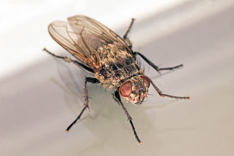 A macro shot of a common housefly in an olique view, against a white and gray background. A macro shot of a common housefly in an olique view, against a white and gray background.