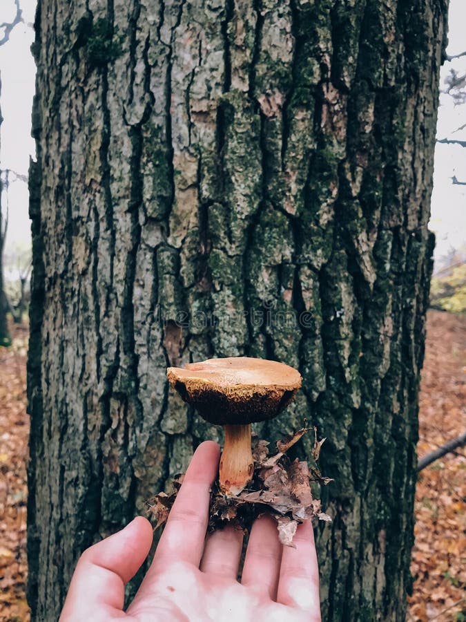 Contenitore di funghi commestibili nei boschi d'autunno Cottura di funghi nella foresta di Xerocomus in mano sullo sfondo di un a fotografia stock libera da diritti