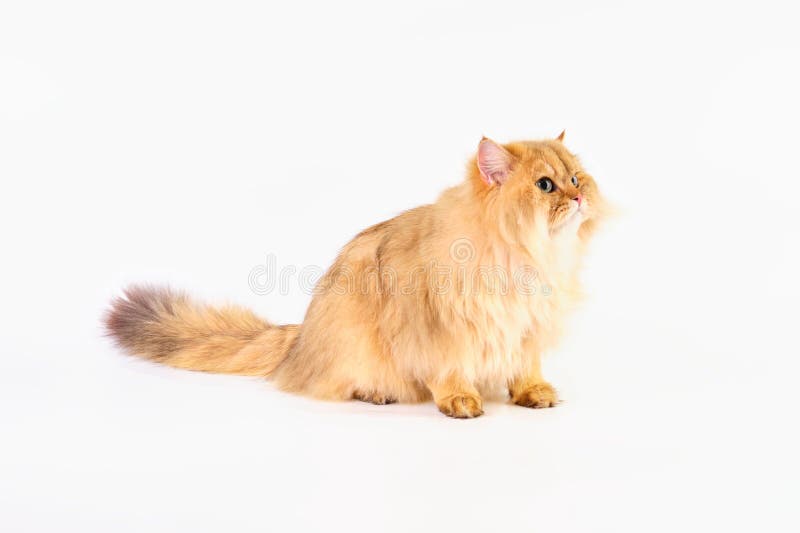 A Contented Ginger Cat Sits Sideways on a White Background Stock Image