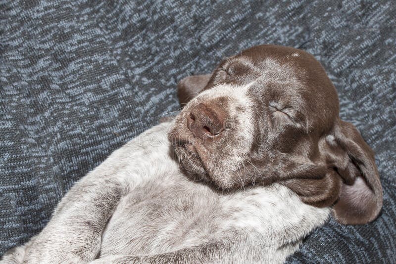 Contented Sleep, German Shorthaired Pointer Puppy Stock Image Image of coat, hound 46021661