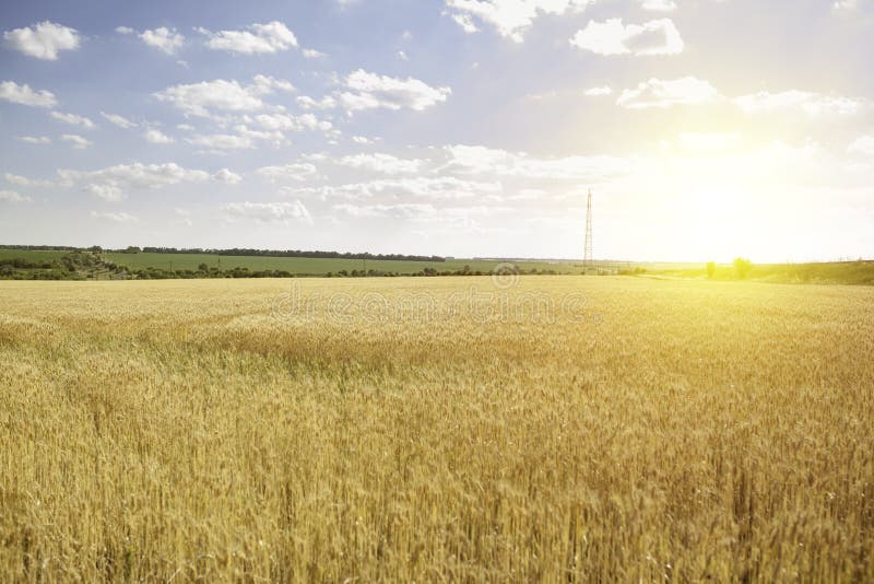 Contesto delle orecchie di maturazione del giacimento di grano giallo sui precedenti arancio nuvolosi del cielo di tramonto immagini stock libere da diritti Contesto delle orecchie di maturazione del giacimento di grano giallo sui precedenti arancio nuvolosi del cielo di tramonto immagini stock libere da diritti