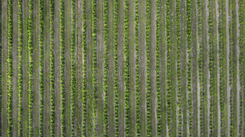 Contexto agrícola. vista de cima para baixo da antena de campo verde. drone voando sobre o campo de milho durante o pôr do sol