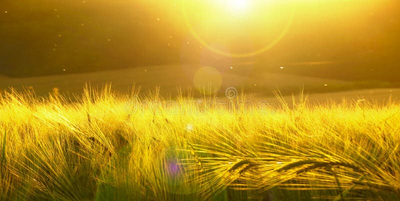 Contexto de la cebada de maduración del campo de trigo amarillo en el fondo amarillo nublado del ultrawide del cielo de la puesta