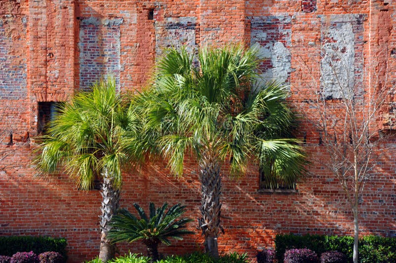 Vintage brick wall in downtown Columbia, South Carolina has been landscaped and rejuvinated. Three Palmetto palm trees stand against rustic brick wall. Vintage brick wall in downtown Columbia, South Carolina has been landscaped and rejuvinated. Three Palmetto palm trees stand against rustic brick wall.