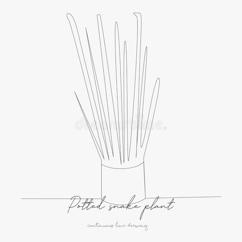 Continuous Line Drawing. Potted Snake Plant. Simple Vector Illustration