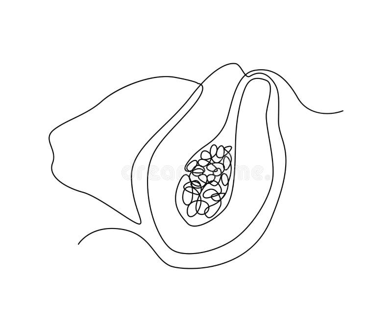 Line Drawing Papaya Simple Line Stock Illustrations 96 Line Drawing