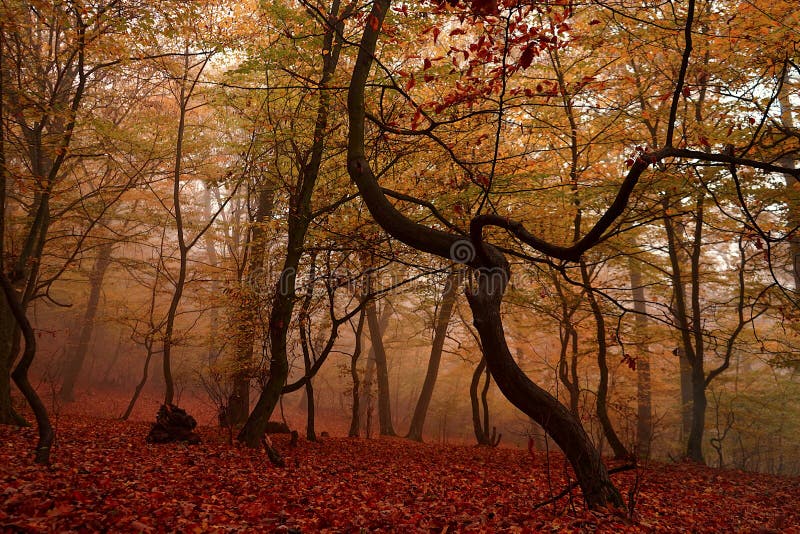 Contorted tree in the Hoia Forest