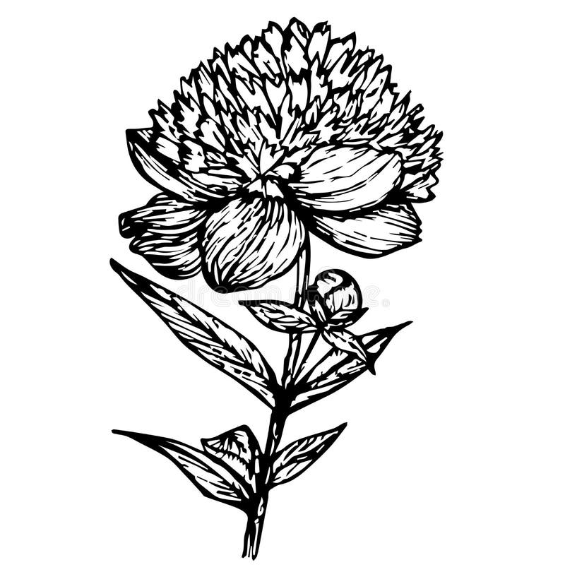 Contour de noir de pivoine illustration libre de droits Contour de noir de pivoine illustration libre de droits