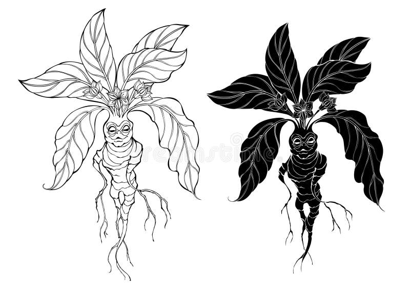 Fantasy Mandrake Stock Illustrations – 198 Fantasy Mandrake Stock