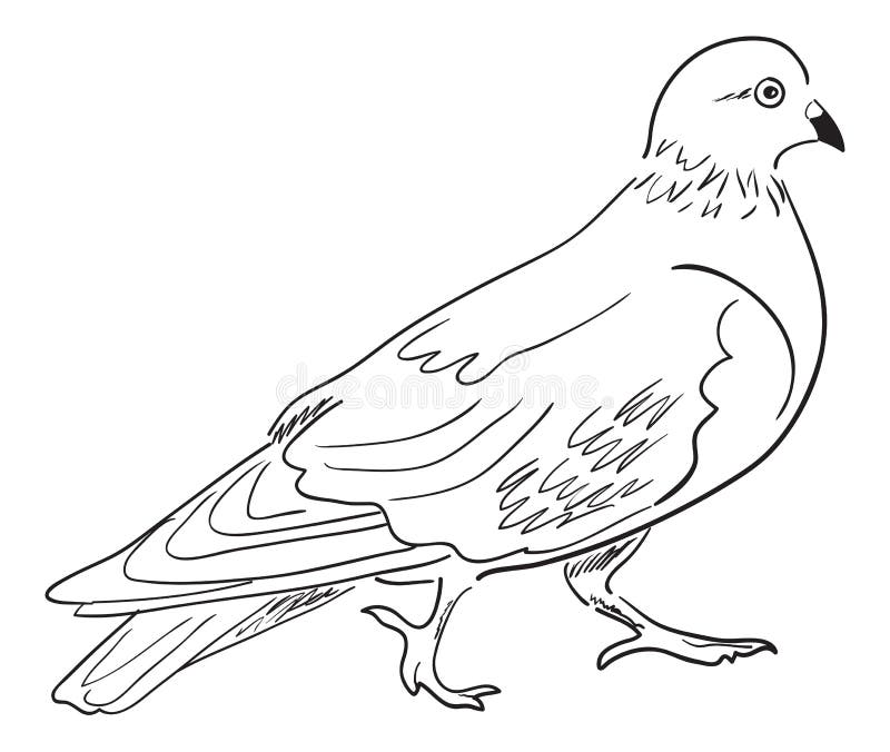 Contour of pigeon
