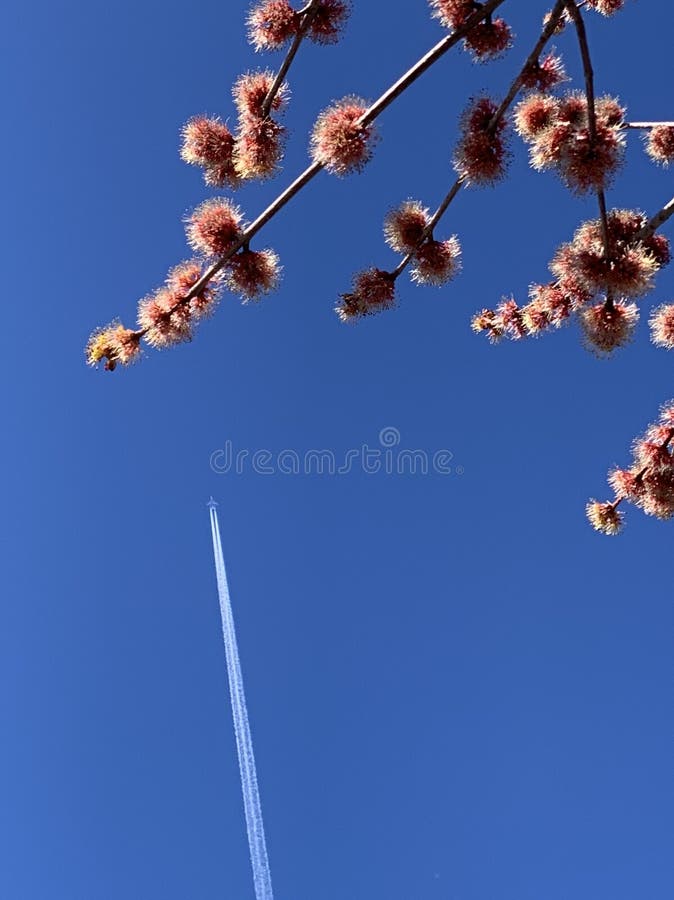 Contrail στο μπλε ουρανό με το λουλούδι στοκ φωτογραφίες Contrail στο μπλε ουρανό με το λουλούδι στοκ φωτογραφίες