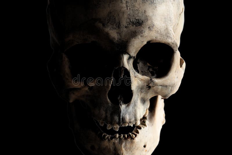 971 Real Human Skull Photos Free Royalty Free Stock Photos From Dreamstime