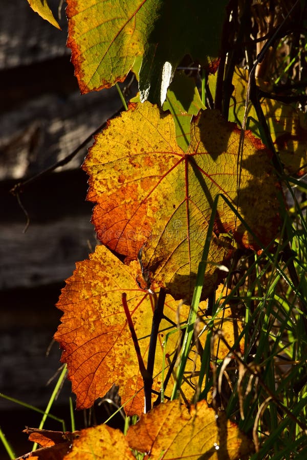 A contrast of the orange wine grape plant leaves in the sunlight royalty free stock images A contrast of the orange wine grape plant leaves in the sunlight royalty free stock images