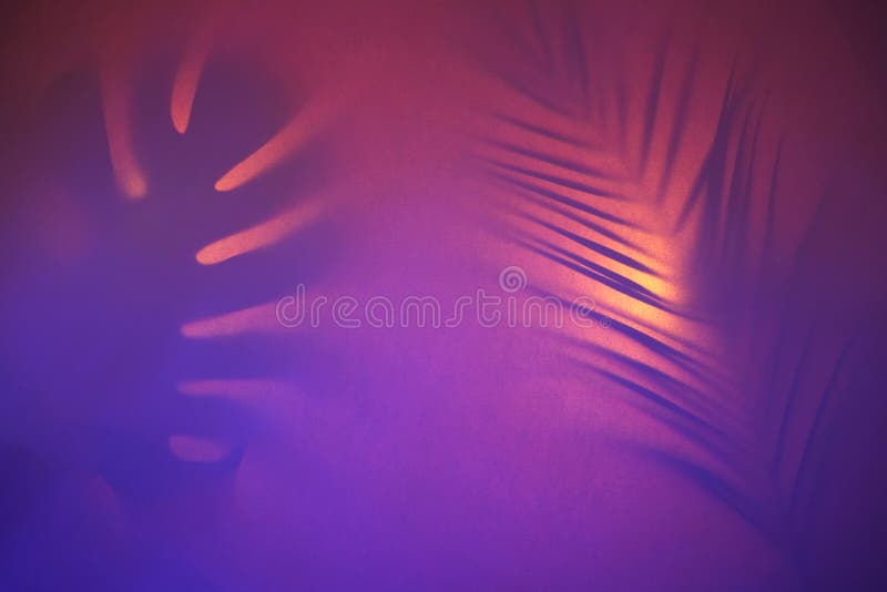 Contrast shadows of tropical leaves in trendy duotone neon backlight. royalty free stock photography Contrast shadows of tropical leaves in trendy duotone neon backlight. royalty free stock photography