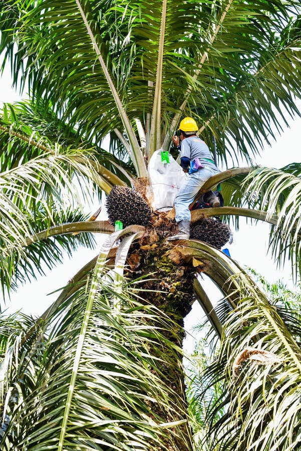 Opylení z olej palma vysoký z naklíčených semena olej palma plantáž odvětví v malajsie.