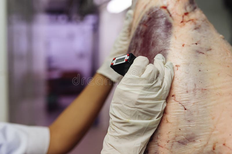 Controle da qualidade da carne no açougue foto de stock Controle da qualidade da carne no açougue foto de stock