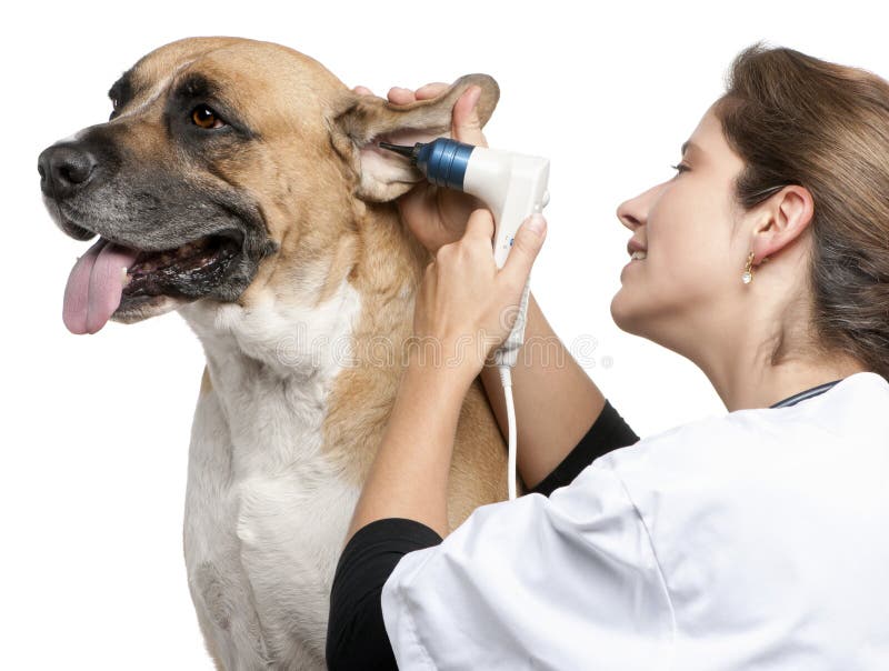 Controle o exame de um cão do híbrido, orelha de cão fotos de stock