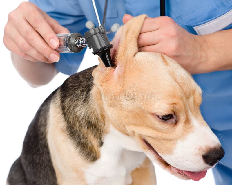 Controle uma orelha de cão de exame com um otoscope Isolado imagem de stock