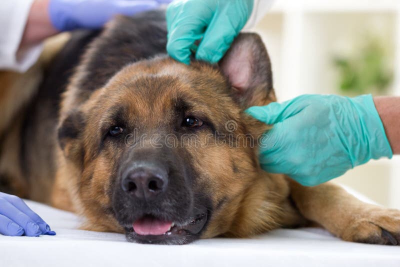 Controle a verificação das orelhas de um cão-pastor alemão fotografia de stock Controle a verificação das orelhas de um cão-pastor alemão fotografia de stock