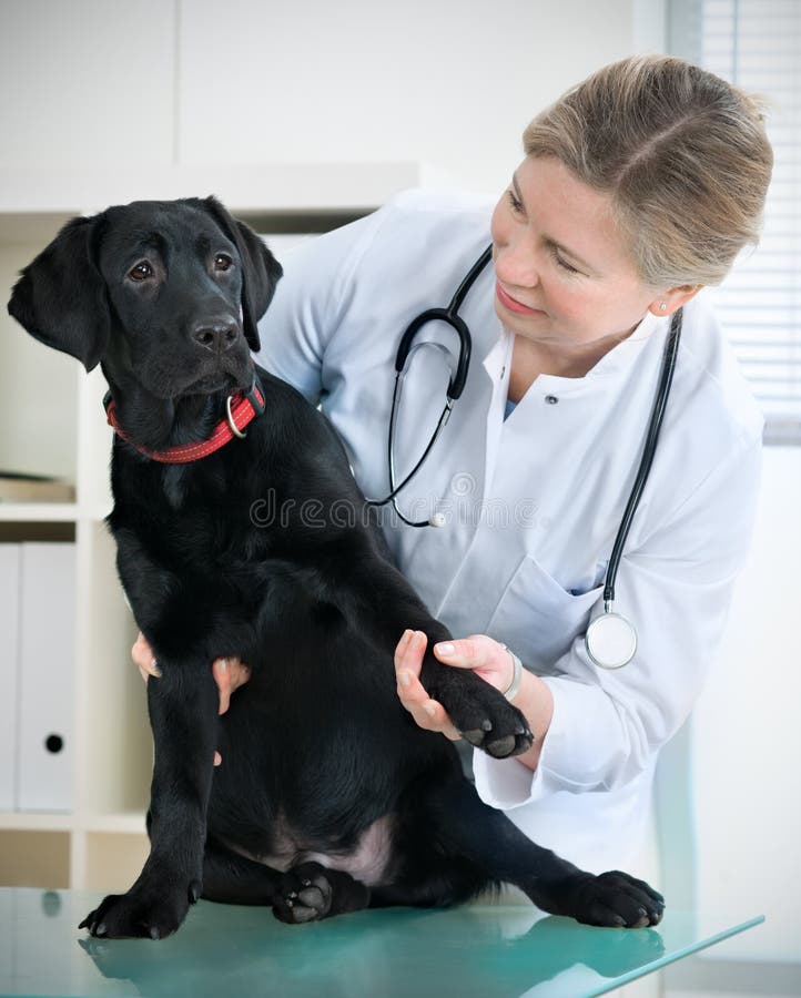 Veterinarian doctor making a check-up of a puppy Labrador retriever. Veterinarian doctor making a check-up of a puppy Labrador retriever