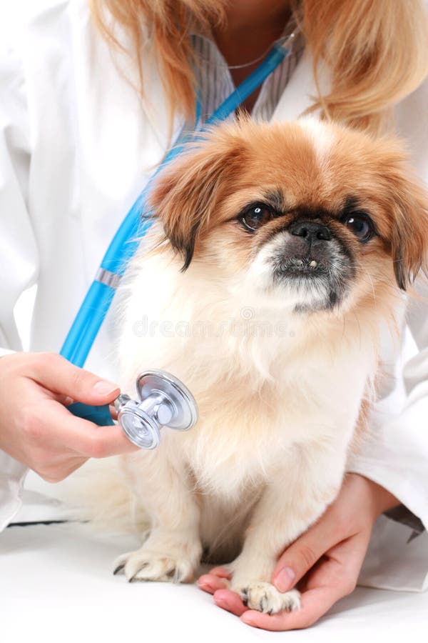 Vet and small dog isolated over white. Vet and small dog isolated over white.