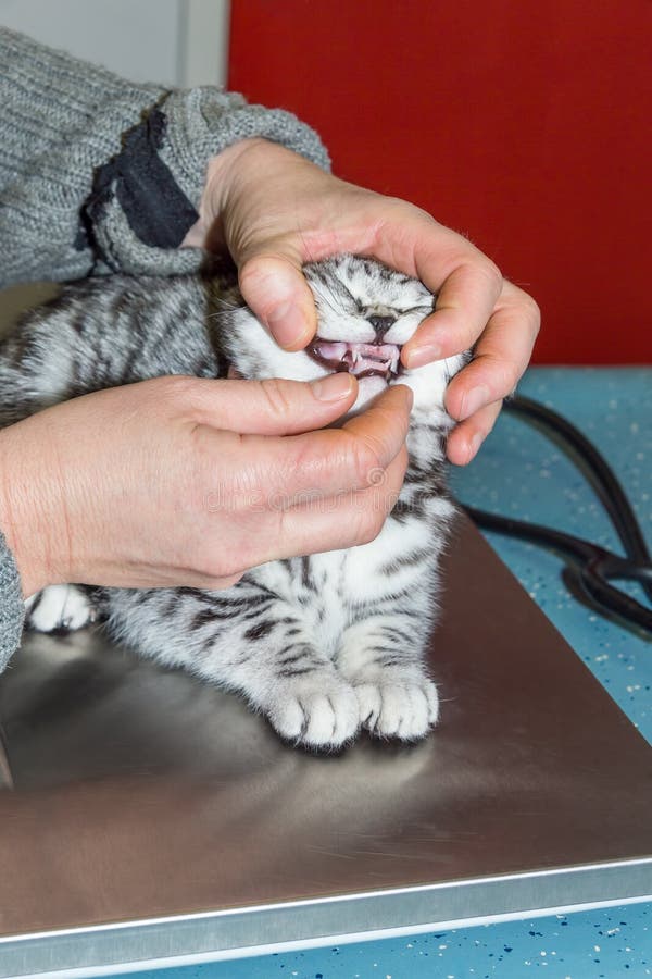 Controllo dentario di giovane gatto dal veterinario fotografia stock Controllo dentario di giovane gatto dal veterinario fotografia stock