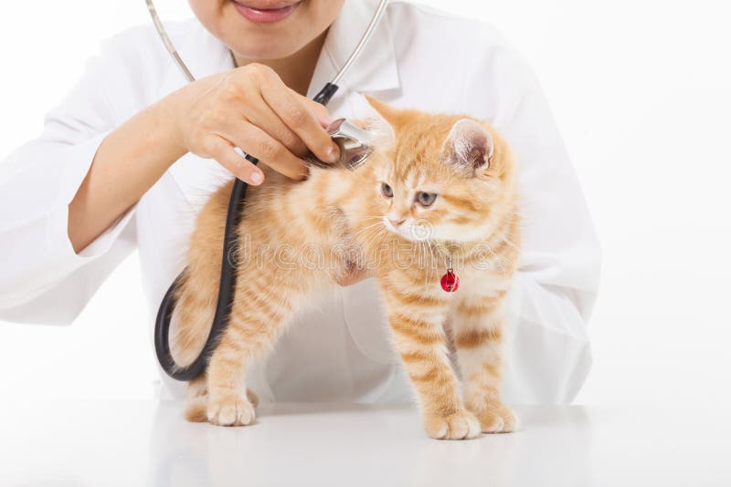 Controllo facente veterinario femminile un gatto sveglio alla clinica fotografia stock libera da diritti Controllo facente veterinario femminile un gatto sveglio alla clinica fotografia stock libera da diritti