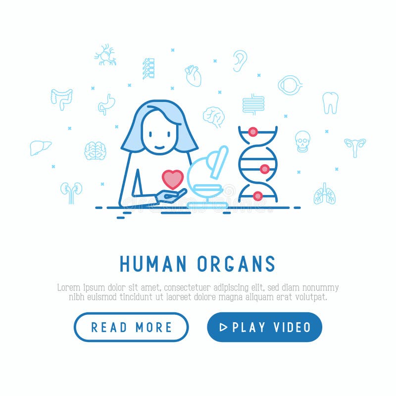 Controllo medico del concetto umano degli organi interni illustrazione vettoriale Controllo medico del concetto umano degli organi interni illustrazione vettoriale
