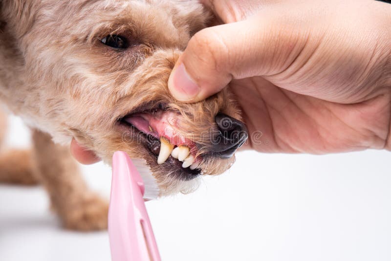 Contrôlez les dents de chien de brossage enduites de la plaque avec la brosse à dents photos libres de droits Contrôlez les dents de chien de brossage enduites de la plaque avec la brosse à dents photos libres de droits