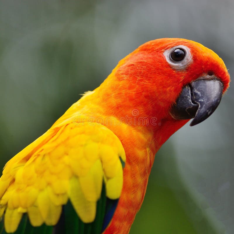 Colorful parrot, Sun Conure (Aratinga solstitialis), side and face profile. Colorful parrot, Sun Conure (Aratinga solstitialis), side and face profile