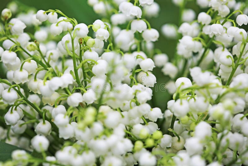 Convallaria Flowers in Glass of Water Stock Photo - Image of blossom ...