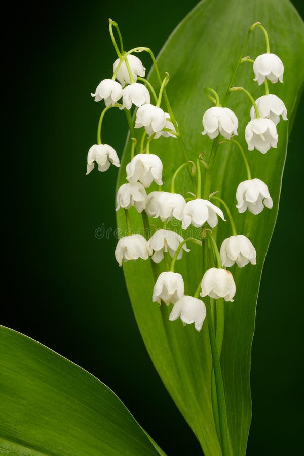 Convallaria majalis royalty free stock image Convallaria majalis royalty free stock image