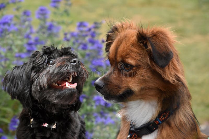 ConversaciÃ³n de perros, cachorro bolonka habla con su amigo perro
