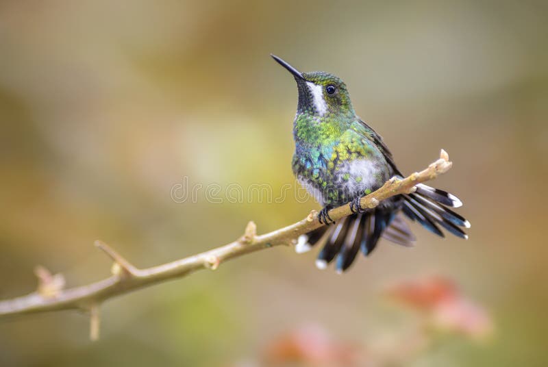 Conversii verde de Thorntail - de Discosura foto de archivo Conversii verde de Thorntail - de Discosura foto de archivo