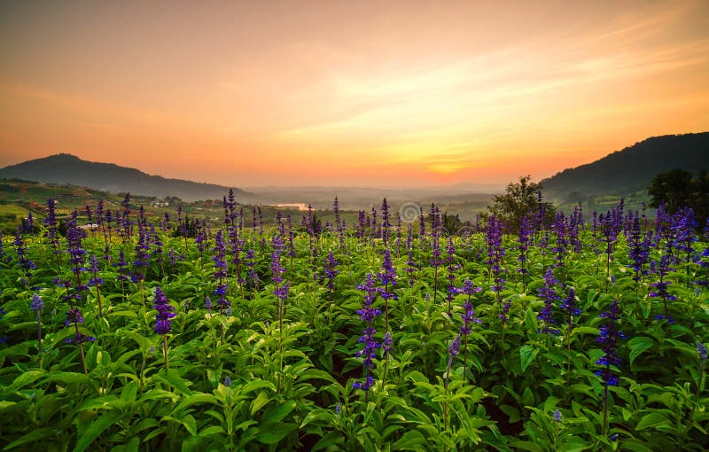 Convert flowers tulip purple and the beautiful scenery. With the light of the sun is a light orange beautiful natural scenery, and peaceful