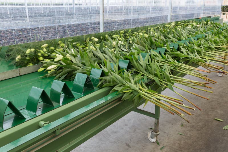 Conveyer belt in Dutch greenhouse for transporting fresh picked lilys