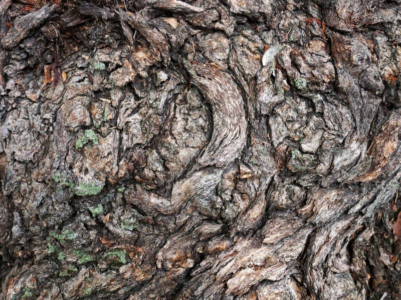 Convoluted Natural Textured Bark Pattern stock photography Convoluted Natural Textured Bark Pattern stock photography