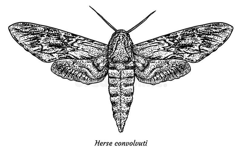 convolvulus-hawkmoth-illustration-drawin