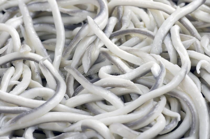 Cooked baby eel. stock image. Image of cooking, dinner 47410109