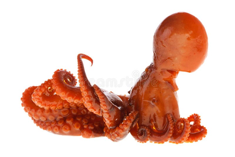 Cooked baby octopus stock photo. Image of cuisine, sauce 24262908