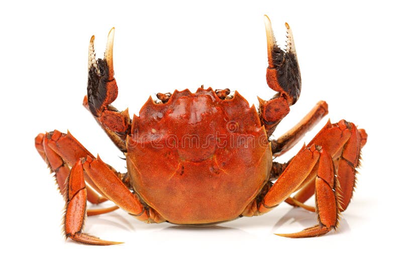 Cooked crab