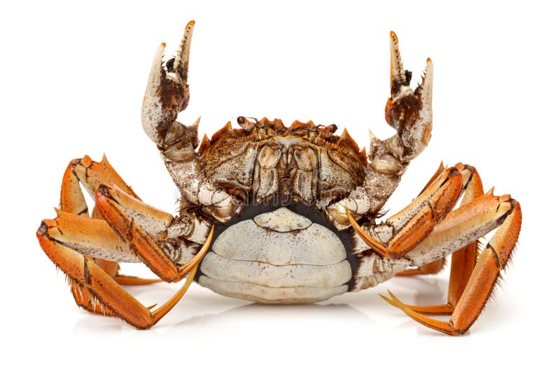 Cooked crab