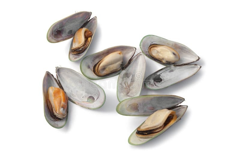 Cooked green lipped mussels royalty free stock images