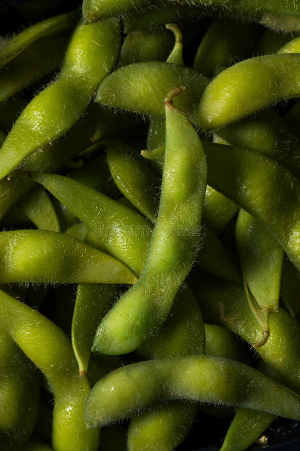 Cooked Green Organic Edamame Beans Stock Image - Image of appetizer
